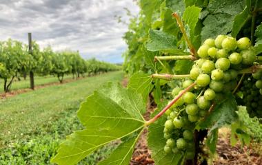 Process of Winemaking