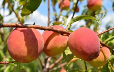 No Peach Crop No Peach Crop