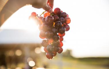 What’s Happening in the Orchard? – April 2019 What’s Happening in the Orchard? – April 2019