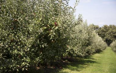 Apple Tree Planting 