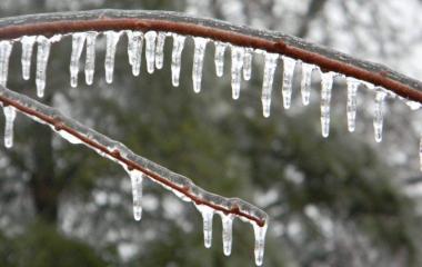 Winter Pruning 