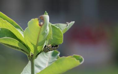 How Butterflies and Kimmel Orchard Work Together!