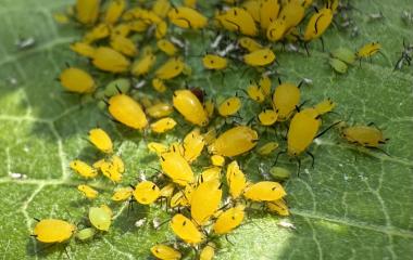 What’s Growing on My Common Milkweed? What’s Growing on My Common Milkweed?