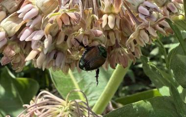 First Japanese Beetle Sighting of the Season First Japanese Beetle Sighting of the Season
