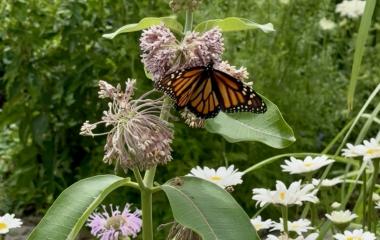 Meet the Monarch: Migration, Milkweed, and Why It Matters Meet the Monarch: Migration, Milkweed, and Why It Matters