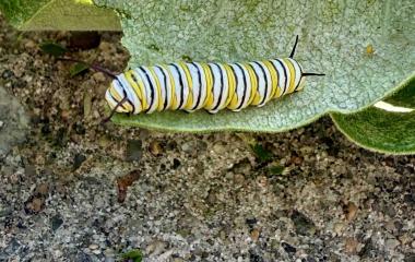Monarch Milestones at Kimmel: Newly Certified Monarch Waystation and Recent Sightings Monarch Milestones at Kimmel: Newly Certified Monarch Waystation and Recent Sightings