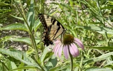 A Fluttering Farewell to June: Eastern Tiger Swallowtail at Kimmel A Fluttering Farewell to June: Eastern Tiger Swallowtail at Kimmel