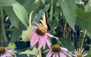 Beginning July with Butterflies: Today’s Guests in Kimmel’s Pollinator Habitat Beginning July with Butterflies: Today’s Guests in Kimmel’s Pollinator Habitat