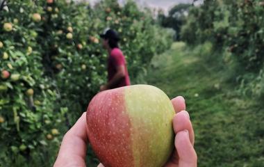 Apple Variety Uses Apple Variety Uses