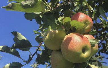 Growing Apple Trees Growing Apple Trees