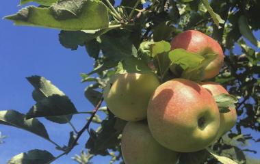 Growing Apple Trees 