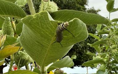 Three New Monarch Caterpillars - Summer Total Climbs to Five! Three New Monarch Caterpillars - Summer Total Climbs to Five!