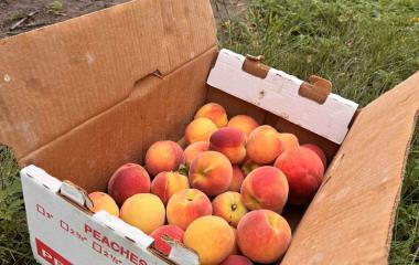 Peach Season in Southeast Nebraska: What You Need to Know