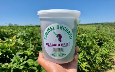 Blackberry Season is Here! 