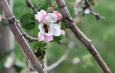 So, What's Happening in the Orchard?- May 2019 So, What's Happening in the Orchard?- May 2019