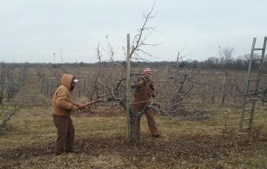 What’s Happening In The Orchard? – February 2019 What’s Happening In The Orchard? – February 2019
