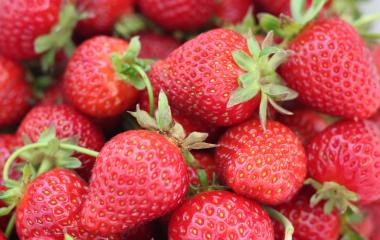 Strawberries - 5 reasons to grow, 5 reasons to consume Strawberries - 5 reasons to grow, 5 reasons to consume