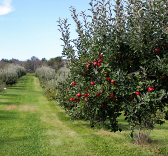 Kimmel Orchard